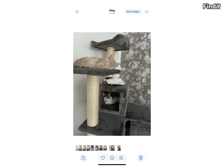 Säljes Kattungar