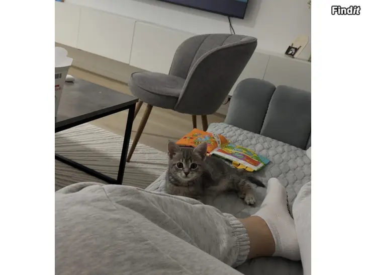 Säljes Kattunge
