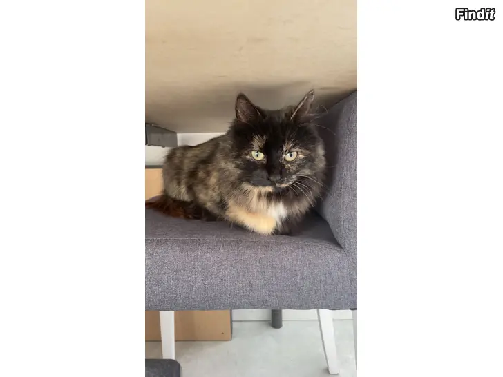 Bortges 2 årig inne-ute katt