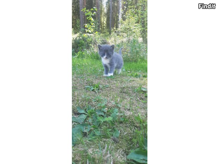 Säljes Kattungar till salu