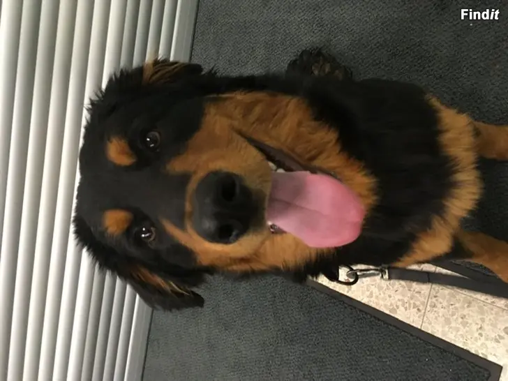 Myydään Sekarotuiset puoli vuotiaat pentuset etsivät omia just oikeita koteja