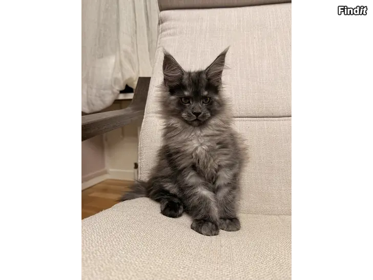 Säljes Maine Coon urospentu