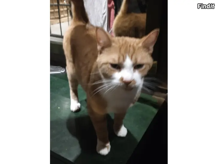 Säljes Katter söker nytt hem