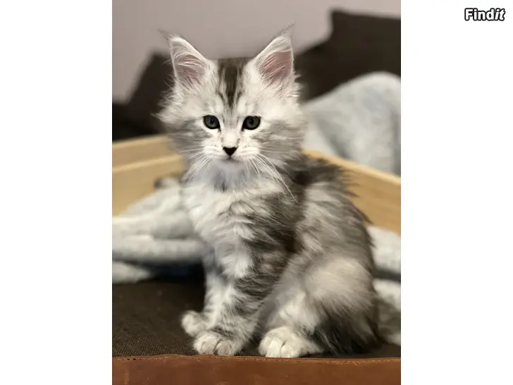 Myydään Maine Coon kissanpentu