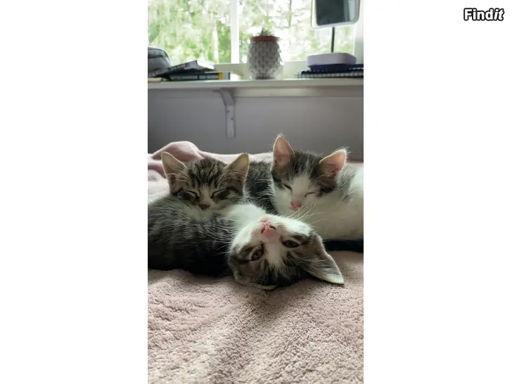 Säljes Kattungar leveransklara 19.8