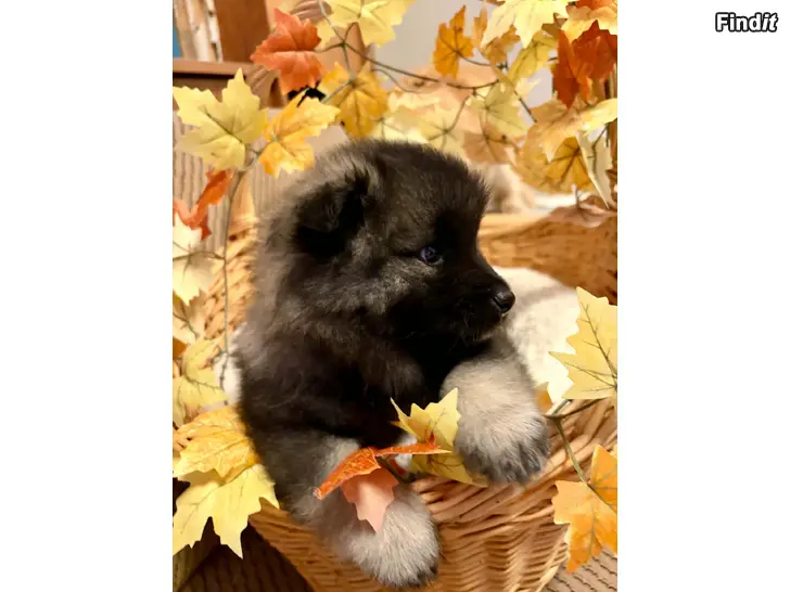 Myydään keeshond urospentuja