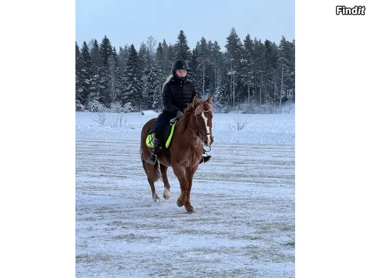 Säljes Sportlovsläger på Riback Stall