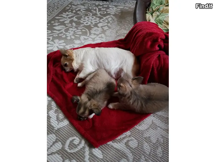 Säljes Chihuahua tyyppiset pitkäkarvaiset pennut