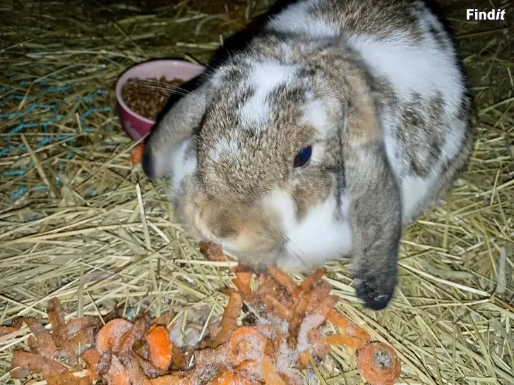 Säljes Vädurkanin säljes/bytes