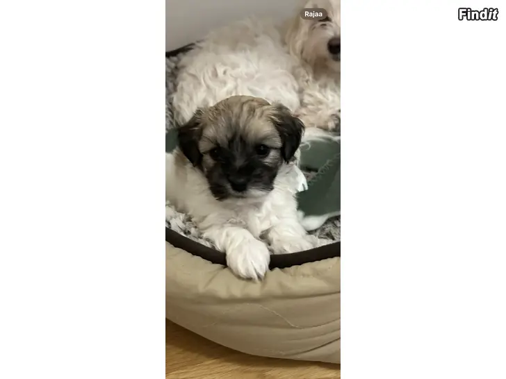 Säljes Coton de tulear pentu