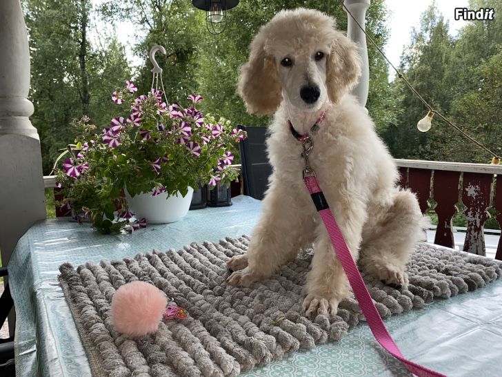 Säljes Isovillakoira storpudel pudel valpar poodle puppies