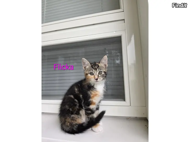 Säljes Kattungar