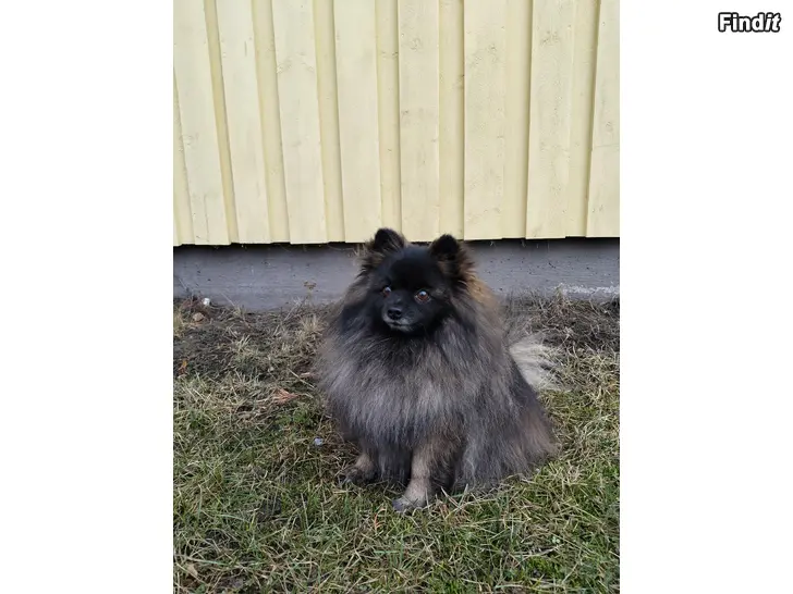 Myydään Kleinspitz