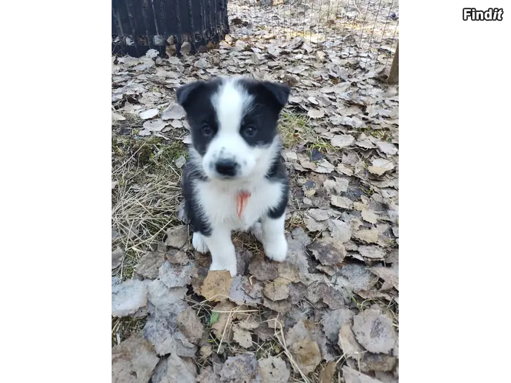 Myydään Karjalankarhukoira pentuja