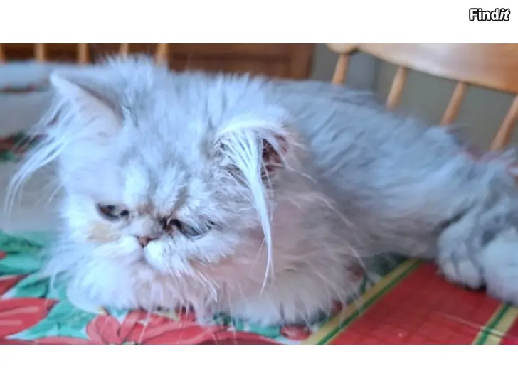 Säljes Sinihopea persialainen poika