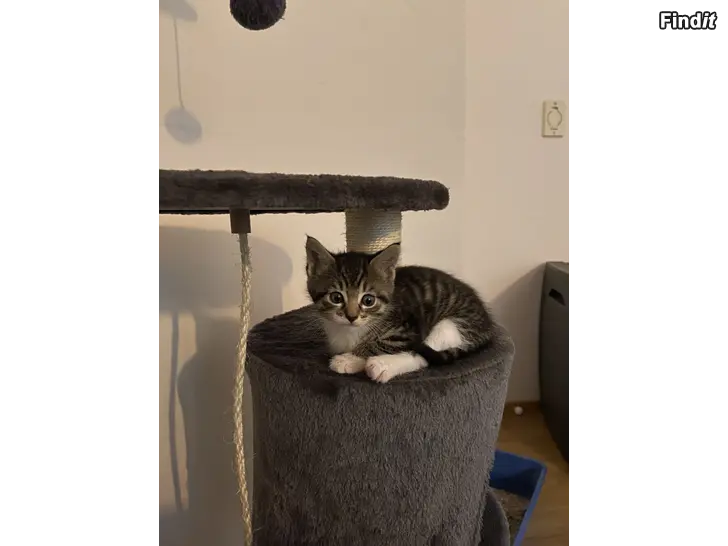 Säljes Kattungar