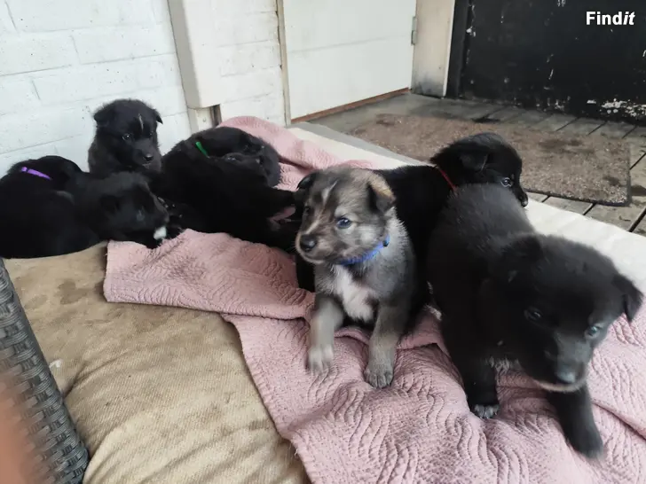 Säljes Blandras hund valpar