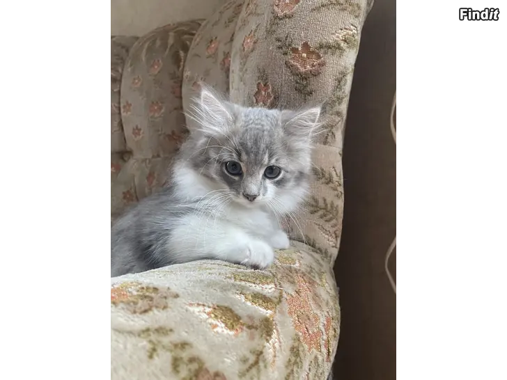 Säljes Kattungar