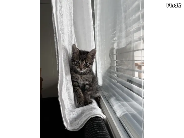 Säljes Kattungar