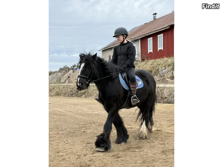 Säljes Ponnyskola och Ponnyklubb
