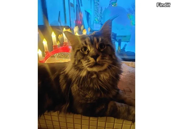 Myydään Maine Coon - puhdasrotuinen