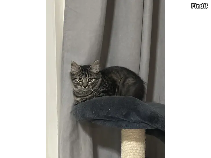 Säljes Kattungar säljes