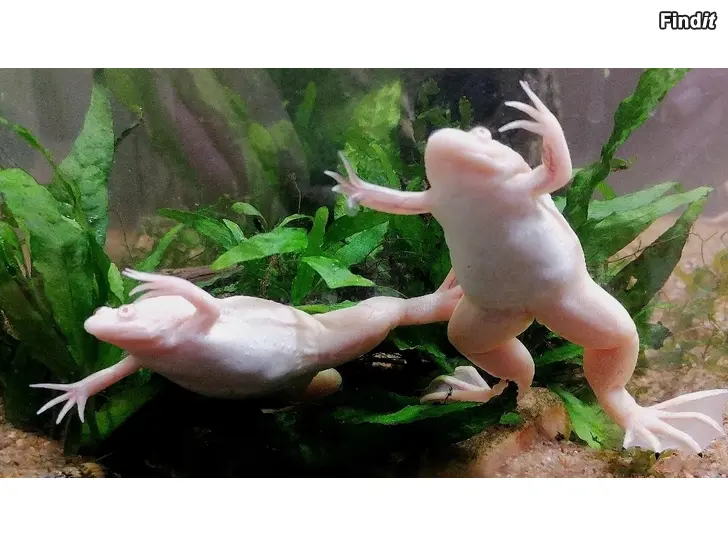 Bortges Söker nytt hem