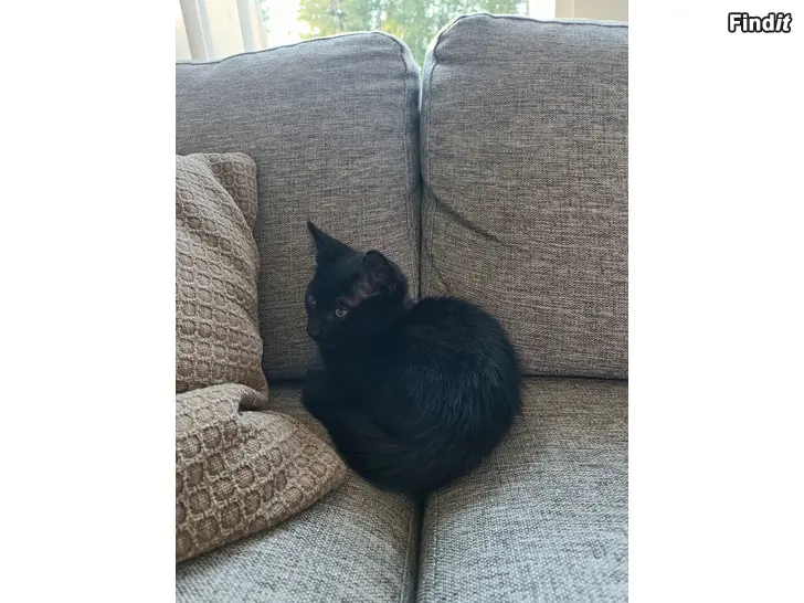 Säljes Kattungar till salu