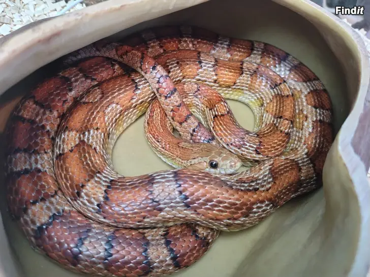 Säljes Majsorm med terrarium