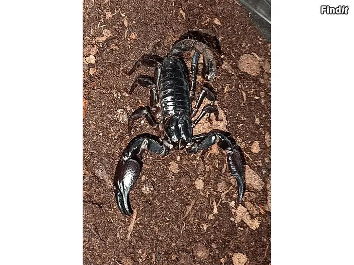 Myydään Heterometrus cyaneus