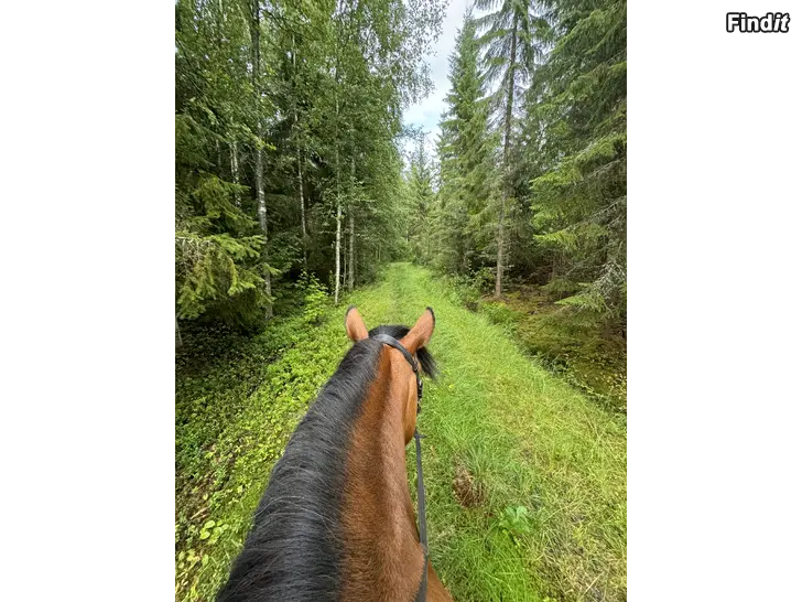 Säljes Terrängtur
