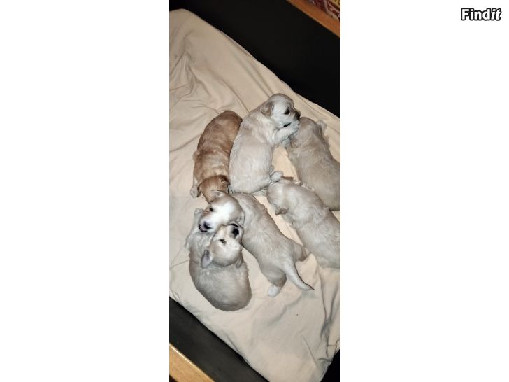 Myydään Maltipoo mix pennut