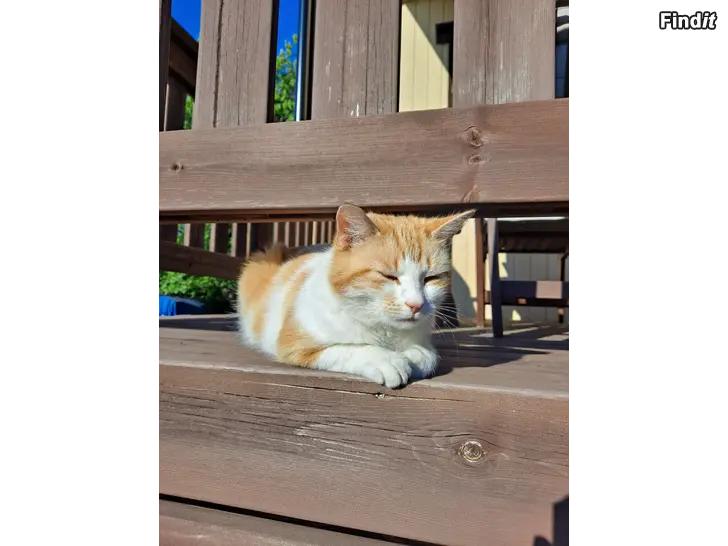 Bortges Snäll katt