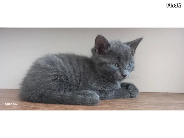 Säljes Kattungar