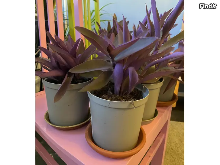 Myydään Purpurblad/Purppurajuoru