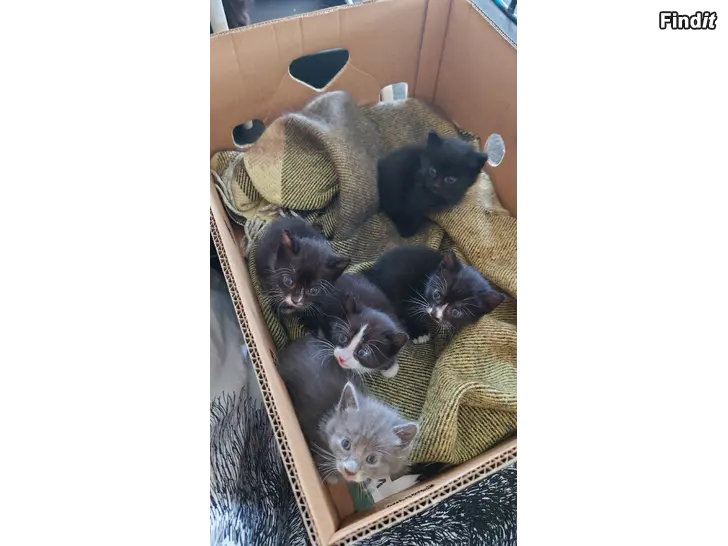 Säljes Kattungar
