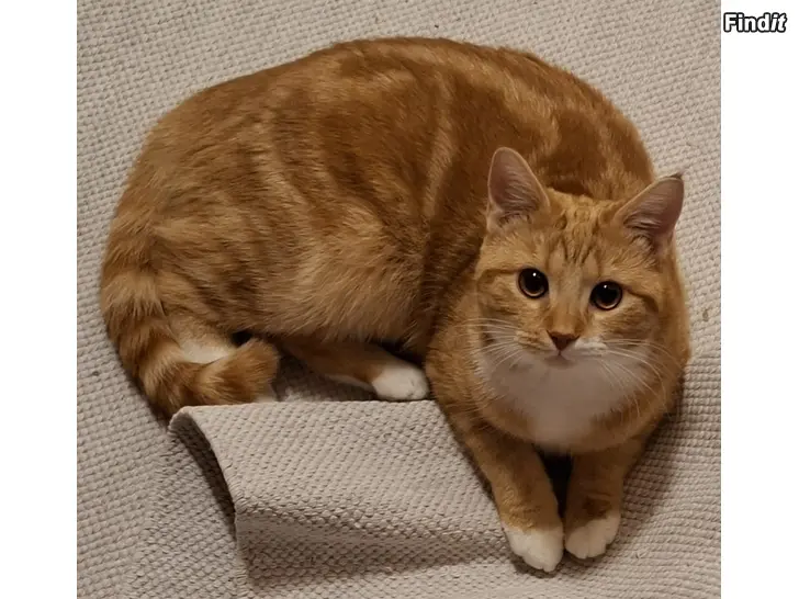 Önskas hyra Sökes hankatt för avel / Etsimme kolli astutukseen