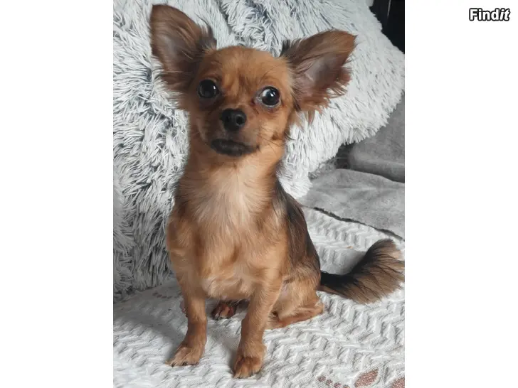 Myydään Chihuahua