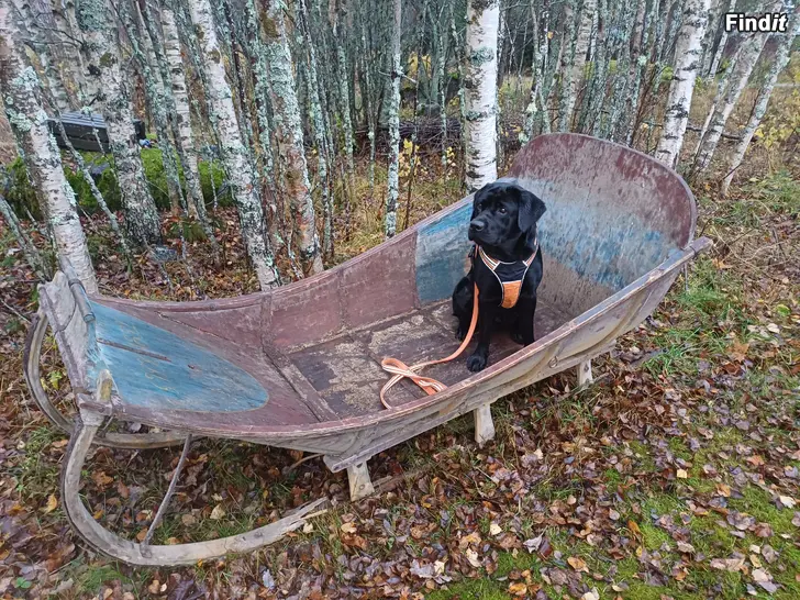 Säljes Antik hästsläde