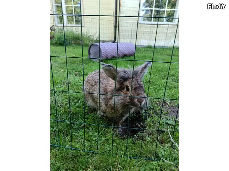 Säljes Kanin till salu