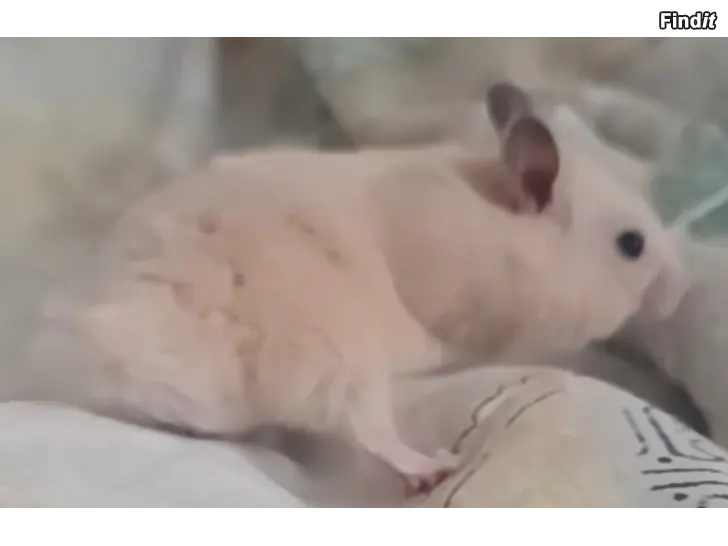 Myydään Syyrian Hamsterin Poikasia