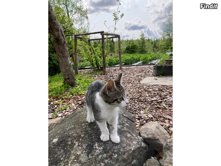Säljes Kattunge