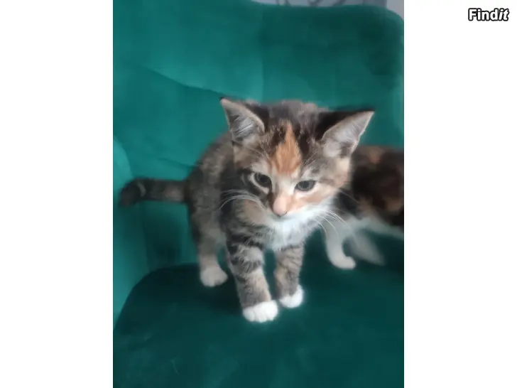 Säljes Kattungar