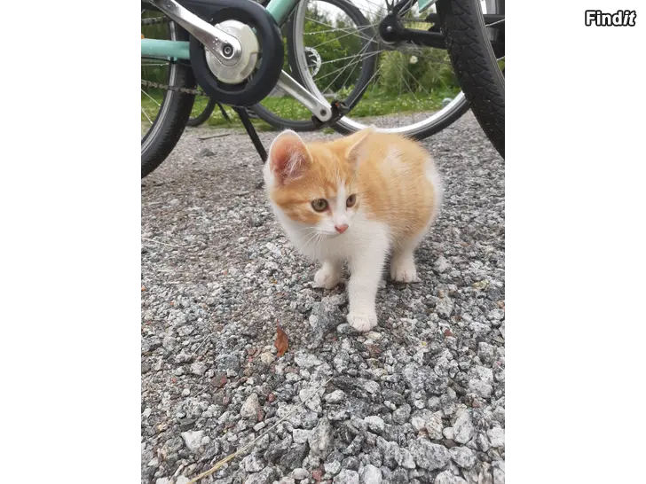 Myydään Kattungar söker nytt hem