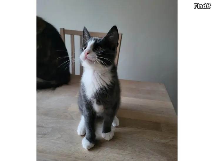 Säljes Kattunge hona