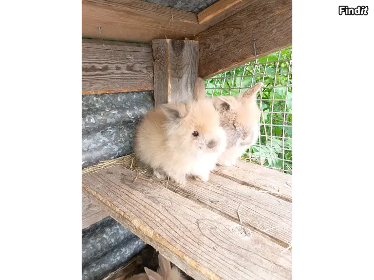 Säljes Kaninungar