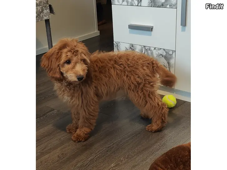 Säljes Cockapoo