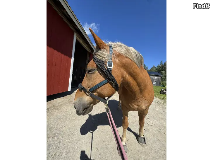 Myydään Medryttare till finnhäst
