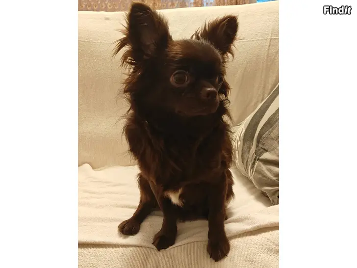 Myydään Chihuahua