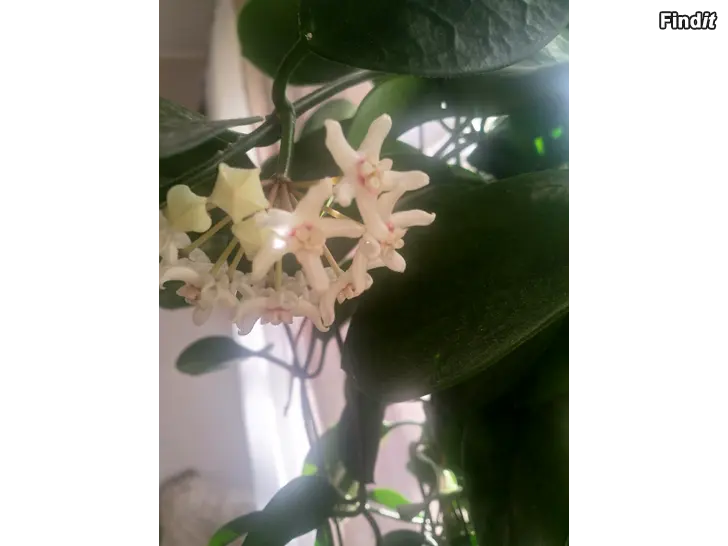 Säljes Porslinsblommor, Jakobstad